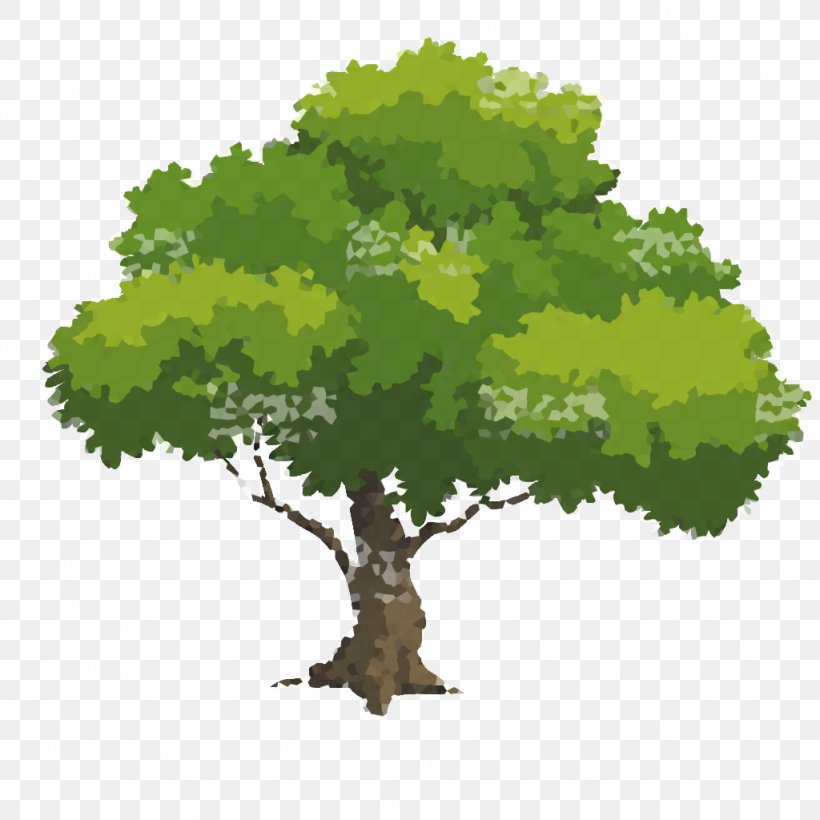 Tree Drawing Clip Art, PNG, 1024x1024px, Tree, Branch, Coloring Book, Drawing, Grapevine Family Download Free