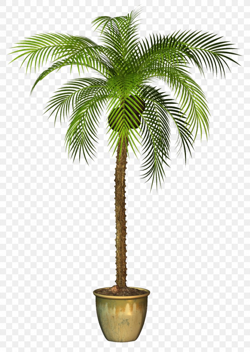 Areca Palm Tree Clip Art Image, PNG, 855x1205px, Areca Palm, Arecales, Asian Palmyra Palm, Attalea Speciosa, Borassus Flabellifer Download Free