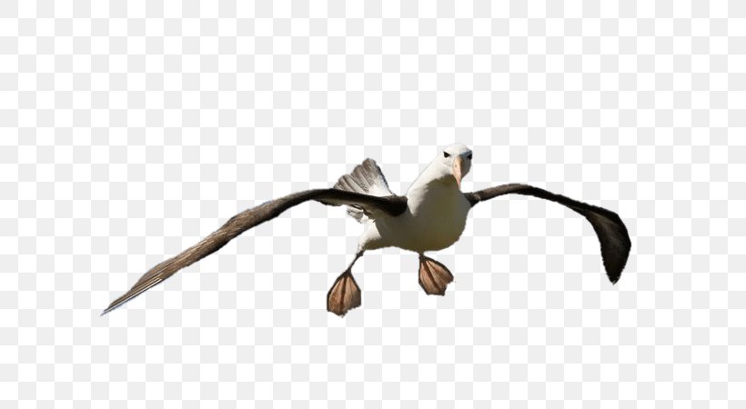 Bird Great Albatross The Rime Of The Ancient Mariner Black-browed Albatross Golf, PNG, 600x450px, Bird, Albatross, Animal, Beak, Bird Of Prey Download Free