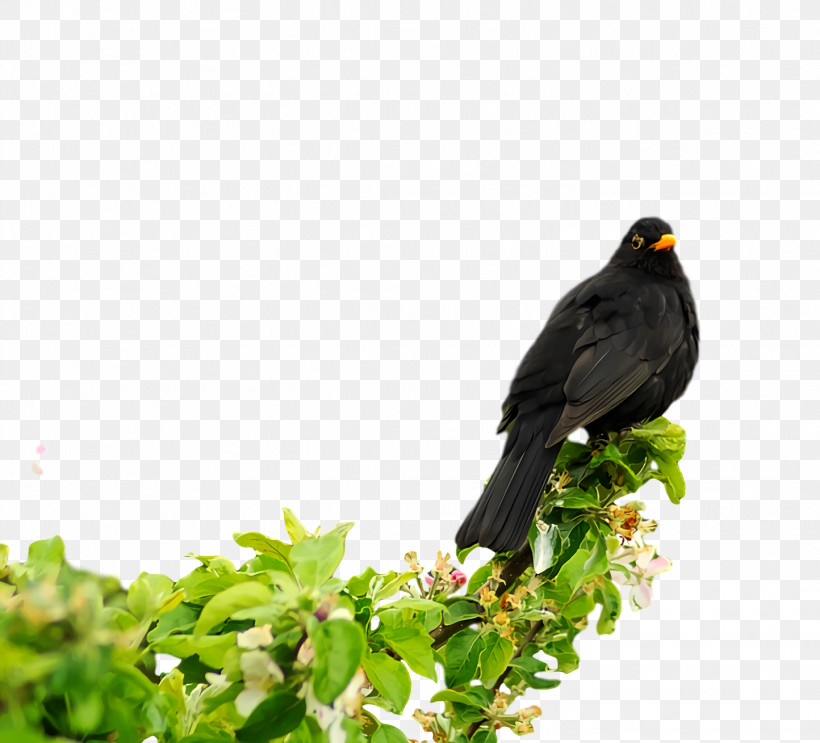 Common Myna Cuckoos Beak Myna Cuculiformes, PNG, 1444x1310px, Common Myna, Beak, Cuckoos, Cuculiformes, Myna Download Free