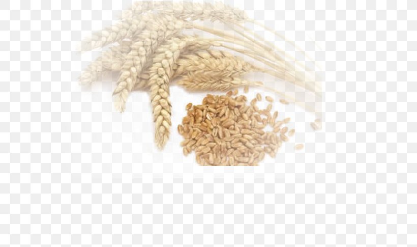 Common Wheat Durum Crop Agriculture Cereal, PNG, 615x485px, Common Wheat, Agriculture, Cereal, Cereal Germ, Commodity Download Free