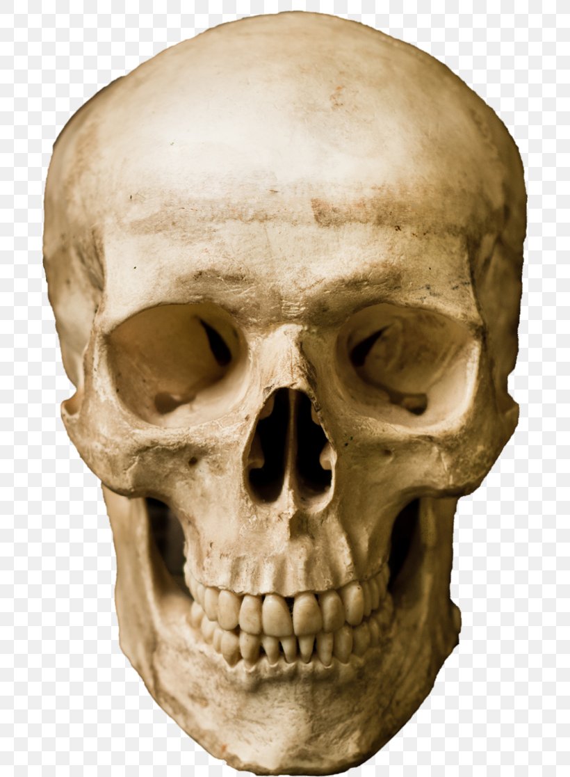 Human Skull Stock Photography Robot, PNG, 700x1117px, Skull, Artificial