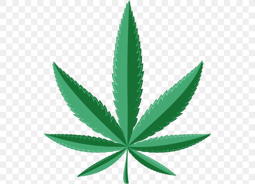Medical Cannabis Medicine Cannabis Cultivation Leafly, PNG, 538x592px, Cannabis, Bong, Cannabidiol, Cannabinoid, Cannabinol Download Free