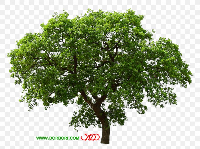 Tree Desktop Wallpaper Clip Art, PNG, 1100x823px, Tree, Branch, Oak, Plant, Rendering Download Free