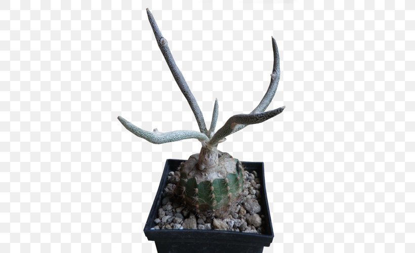 Astrophytum Caput-medusae Digitostigma Grafting Pereskiopsis Astrophytum Asterias, PNG, 500x500px, Grafting, Antler, Astrophytum, Astrophytum Asterias, Cactaceae Download Free