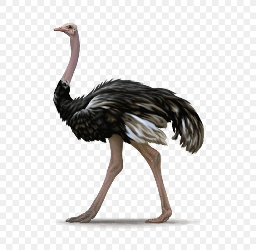 Bird Emu Ratite Clip Art, PNG, 571x800px, Bird, Beak, Cassowary, Common Ostrich, Crane Like Bird Download Free