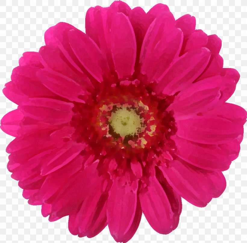 Transvaal Daisy Daisy Family Pink Rose Common Daisy, PNG, 899x886px, Transvaal Daisy, Annual Plant, Aster, Chrysanths, Color Download Free