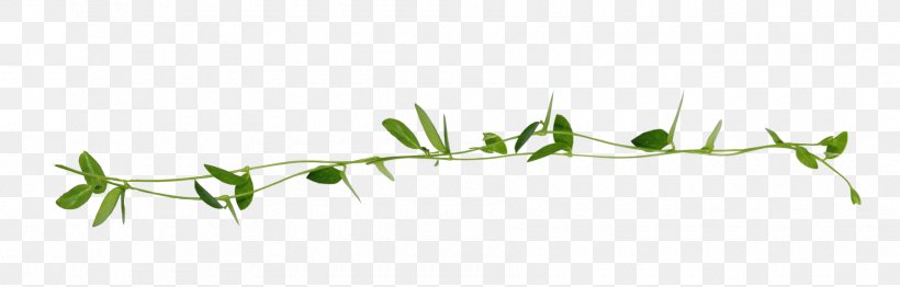 Twig Grasses Plant Stem Leaf Line Art, PNG, 1800x576px, Twig, Branch, Family, Flora, Grass Download Free