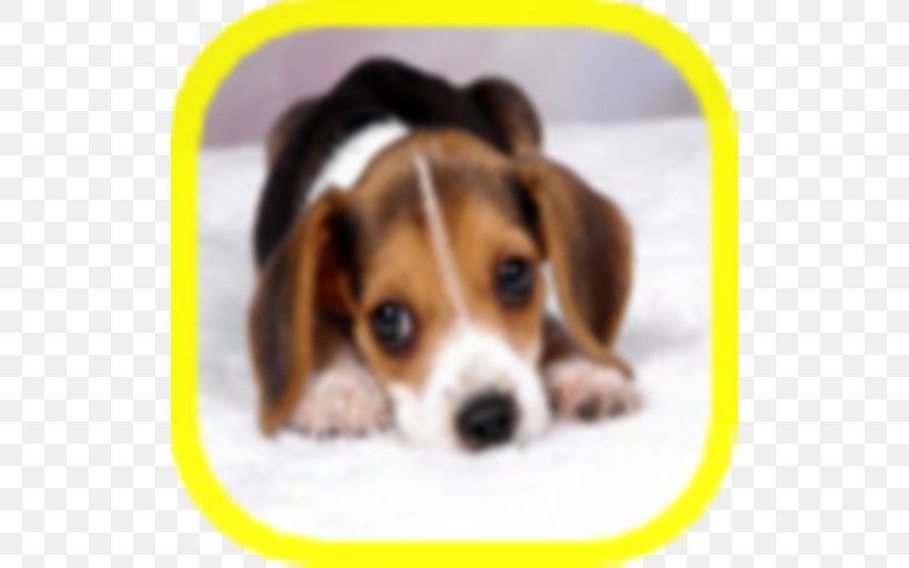 Beagle Puppy Borzoi Rottweiler Golden Retriever, PNG, 512x512px, Beagle, American Foxhound, Animal, Bark, Beagle Harrier Download Free
