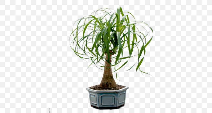 Bonsais / Bonsai Ponytail Palm Houseplant, PNG, 585x439px, Bonsai, Arecaceae, Flower, Flowerpot, Grass Download Free