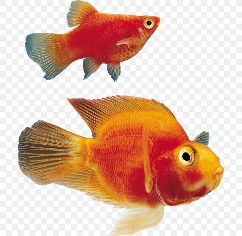 Goldfish Ornamental Fish Clip Art, PNG, 700x800px, Goldfish, Animal, Bony Fish, Deep Sea Fish, Fauna Download Free