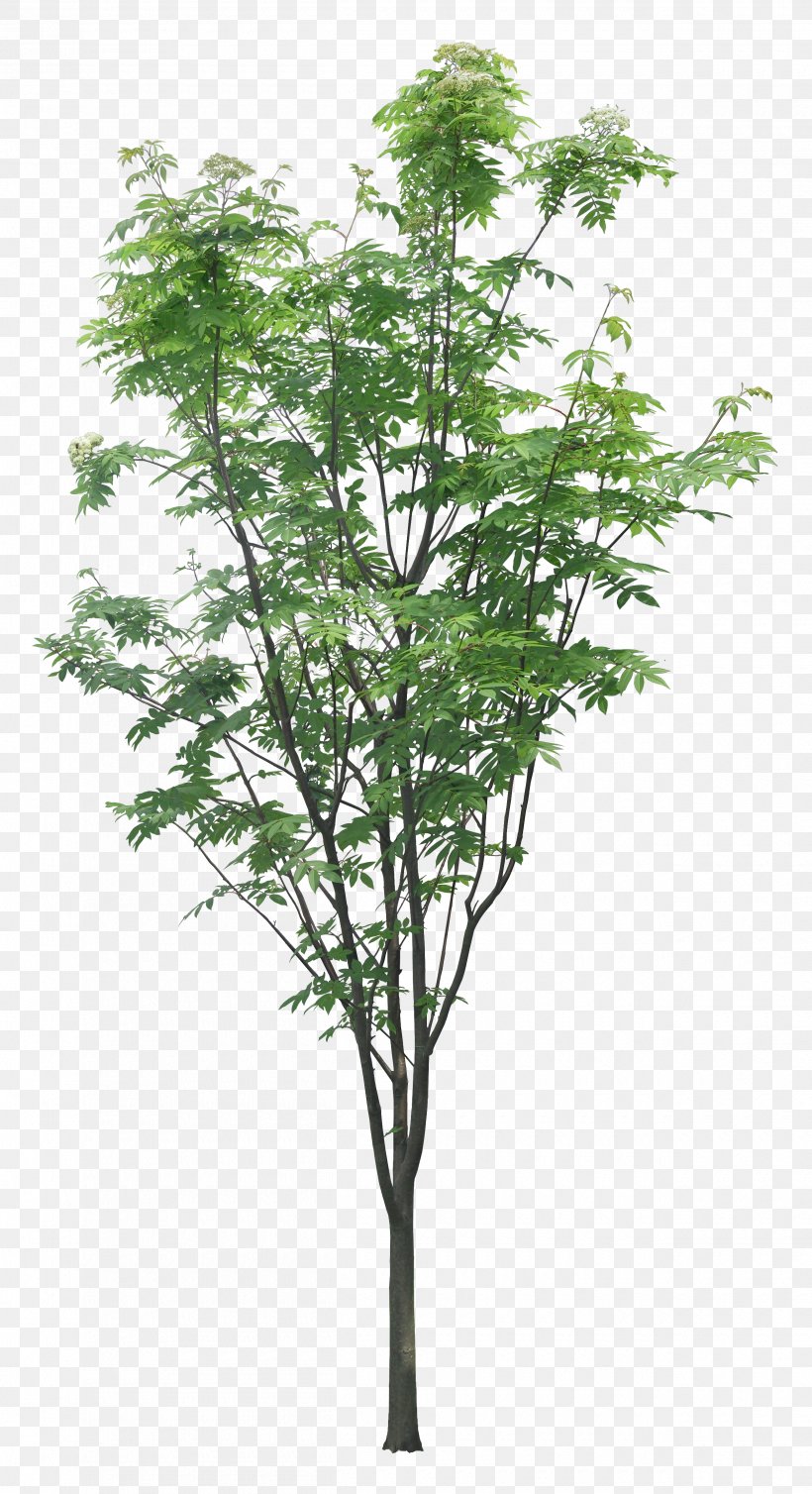 Tree Layers Branch, PNG, 2500x4600px, Tree, Branch, Flowerpot, Grass, Herb Download Free