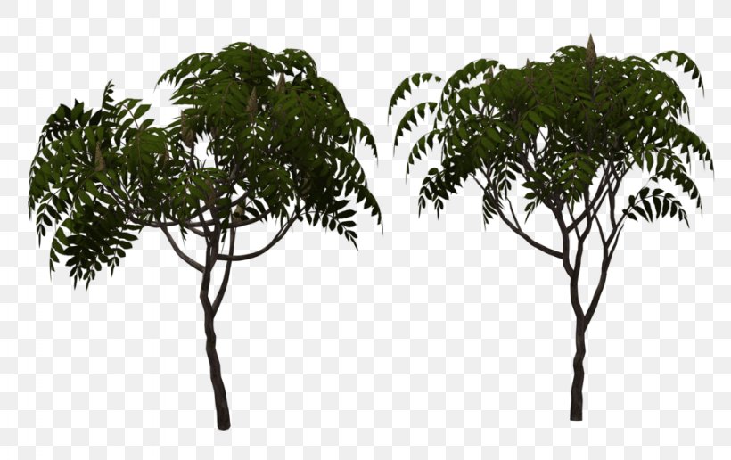 Arecaceae Leaf Tree Branching, PNG, 1024x645px, Arecaceae, Arecales, Branch, Branching, Leaf Download Free