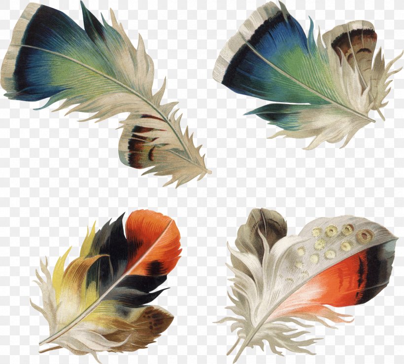 Feather Photography Clip Art, PNG, 2436x2194px, Feather, Beak, Drawing, Fotosearch, Photography Download Free