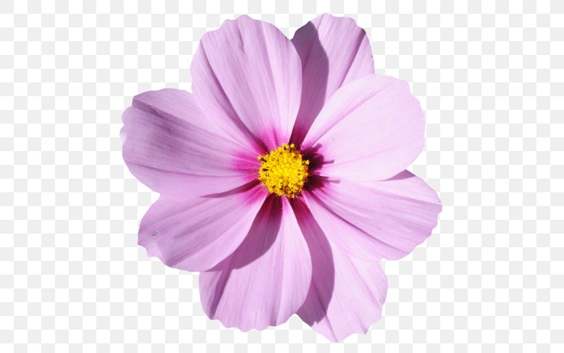 Flower, PNG, 500x514px, Flower, Annual Plant, Aster, Cosmos, Dahlia Download Free