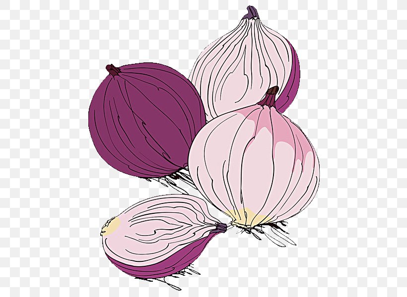 Red Onion Potato Onion Vegetable Illustration, PNG, 600x600px, Red Onion, Cartoon, Drawing, Flower, Food Download Free