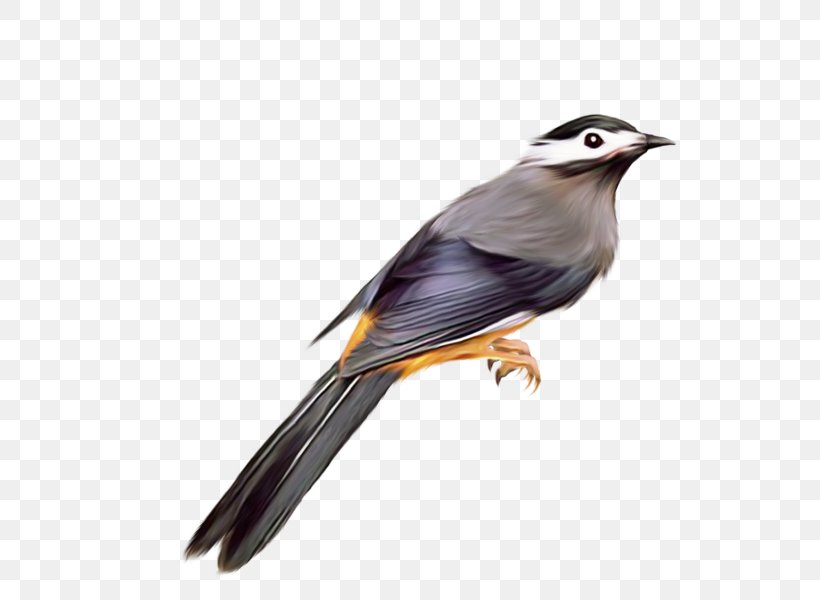 Bird Clip Art, PNG, 656x600px, Bird, Beak, Cuculiformes, Digital Image, Emberizidae Download Free
