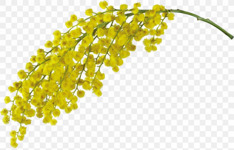 Mimosa Pudica Acacia Dealbata Flower Clip Art, PNG, 4000x2567px, Mimosa, Acacia, Acacia Dealbata, Body Jewelry, Essential Oil Download Free