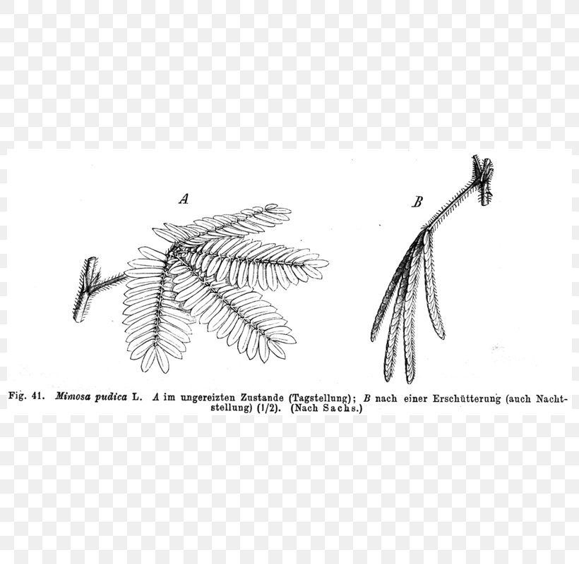 Mimosa Pudica Plant Acacia Dealbata Chronobiology Nyctinasty, PNG, 800x800px, Mimosa Pudica, Acacia Dealbata, Biologist, Biology, Black And White Download Free