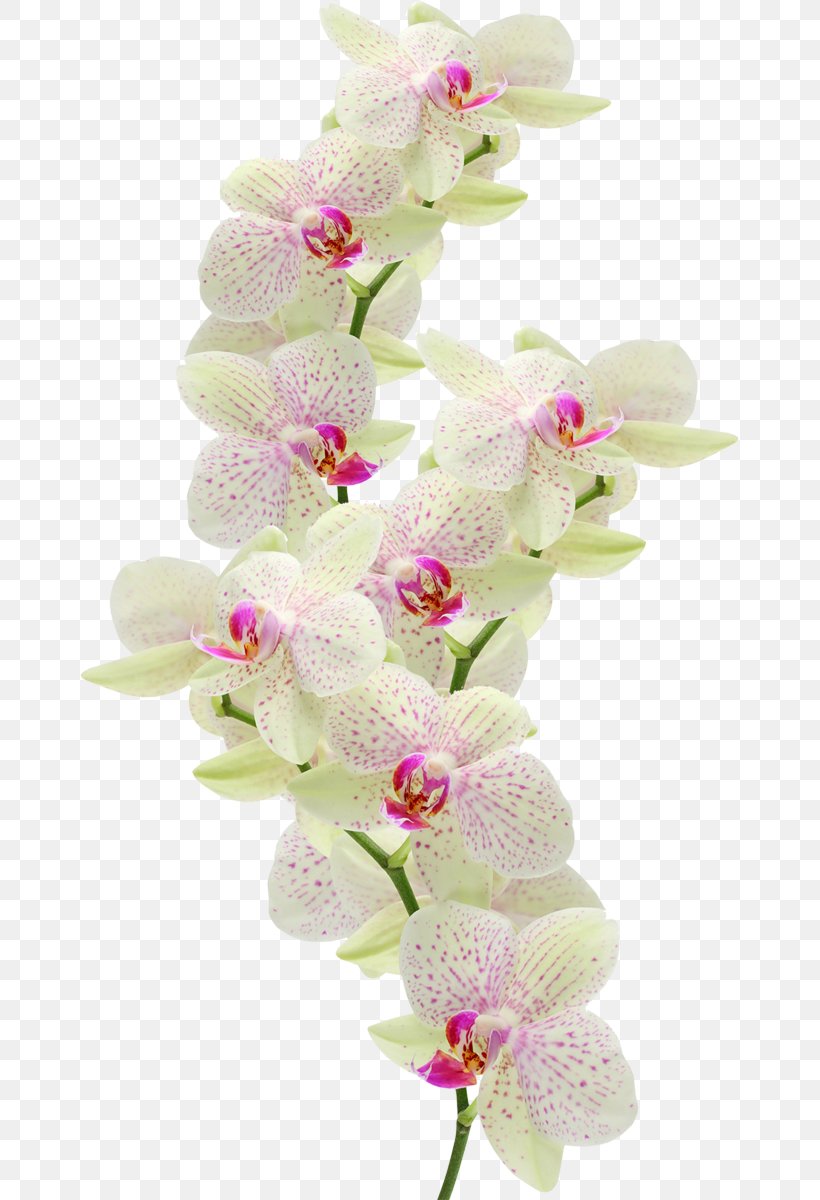 Moth Orchids Flower Dash Atan, Maragheh, PNG, 659x1200px, Moth Orchids, Boat Orchid, Cut Flowers, Dendrobium, Digital Image Download Free