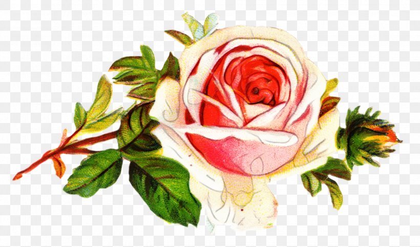 Red Watercolor Flowers, PNG, 2035x1197px, Garden Roses, Cabbage Rose, Cut Flowers, Floral Design, Floribunda Download Free