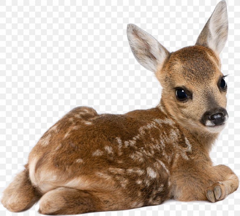 Roe Deer White-tailed Deer Desktop Wallpaper Dog, PNG, 1521x1371px, Roe Deer, Animal, Deer, Dog, Fauna Download Free
