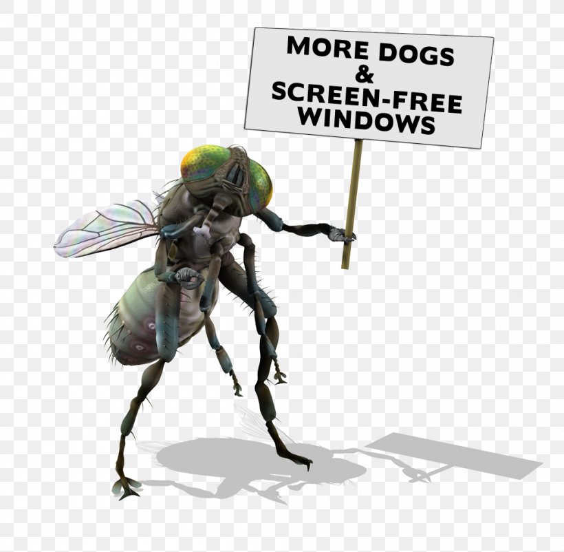 Housefly Stock Photography Royalty-free, PNG, 1000x979px, Fly, Arthropod, Fotolia, Housefly, Insect Download Free