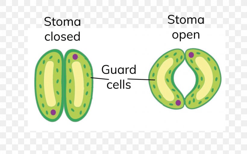 Stoma Guard Cell Plant Leaf, PNG, 960x600px, Stoma, Botany, Brand, Cell, Chloroplast Download Free