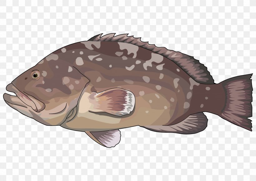 Tilapia Epinephelus Marginatus Red Grouper Fishing, PNG, 3508x2480px, Tilapia, Bony Fish, Carp, Cod, Drawing Download Free