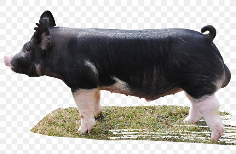 Berkshire Pig Livestock Mammal Cattle Drinking Class, PNG, 940x613px, Berkshire Pig, Animal, Cattle, Cattle Like Mammal, Dog Breed Download Free