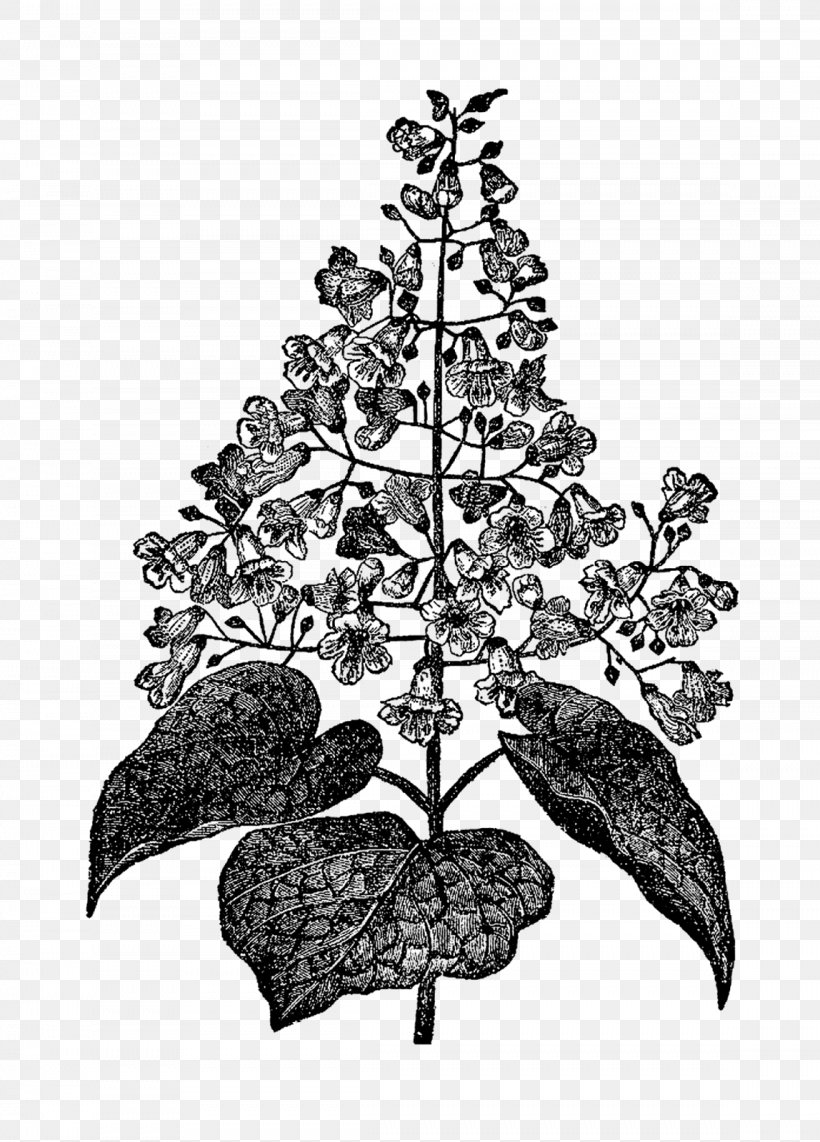 Black And White Botany Botanical Illustration, PNG, 1148x1600px, Black And White, Botanical Illustration, Botany, Branch, Christmas Decoration Download Free