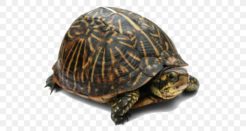 Florida Box Turtle Turtle Soup Sea Turtle Tortoise, PNG, 580x436px, Turtle, Aldabra Giant Tortoise, Box Turtle, Box Turtles, Chelydridae Download Free