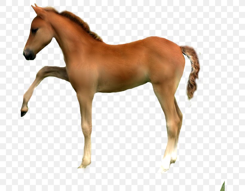 Horse Animal Figure Sorrel Foal Mare, PNG, 685x640px, Horse, Animal Figure, Colt, Foal, Mane Download Free