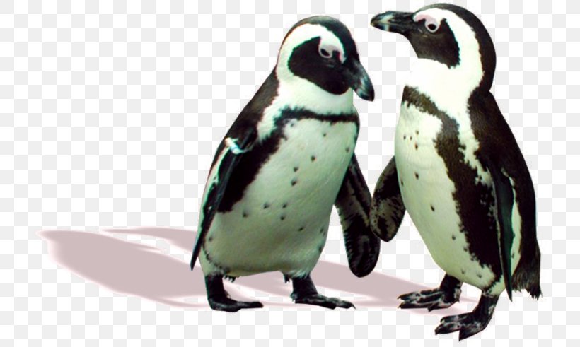 Penguin Fauna Beak, PNG, 726x491px, Penguin, Beak, Bird, Fauna, Flightless Bird Download Free