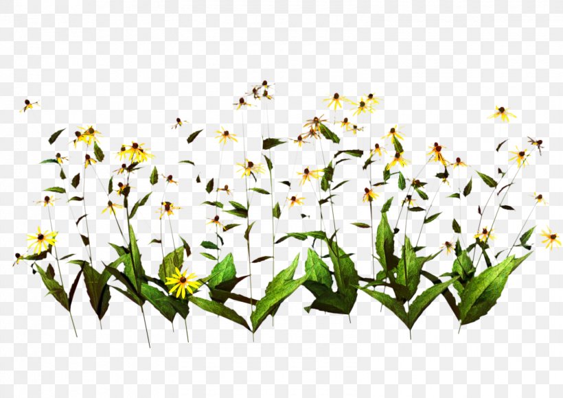 Petal Cut Flowers Clip Art, PNG, 1598x1131px, Petal, Botany, Branch, Cut Flowers, Flower Download Free