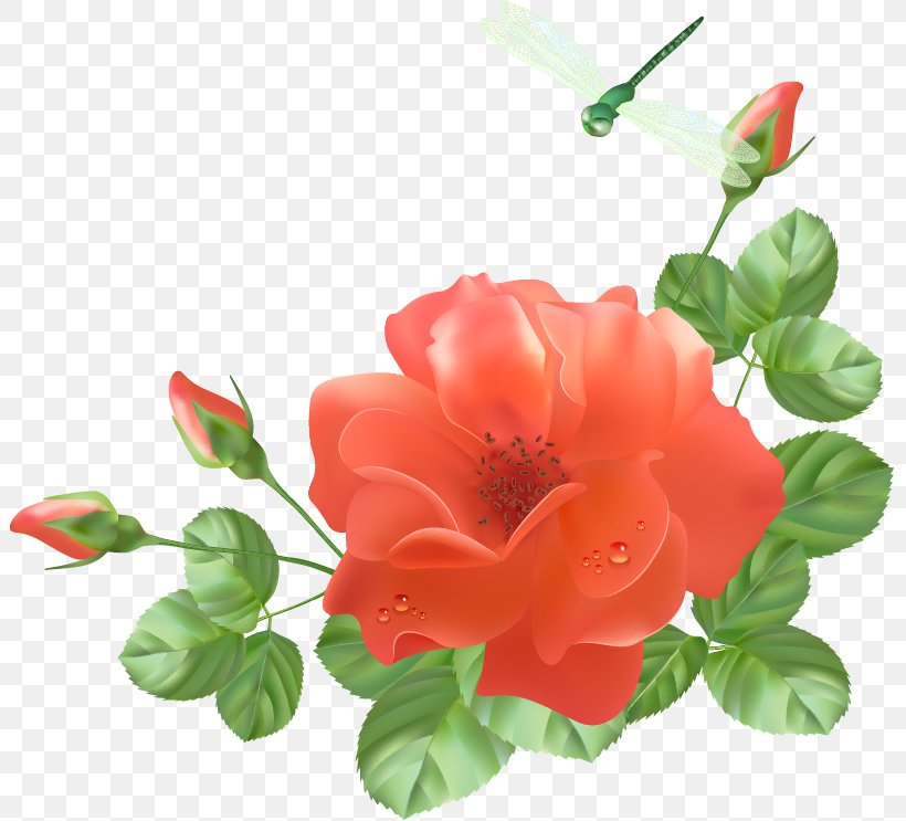 Garden Roses Flower, PNG, 803x743px, Garden Roses, Azalea, Cut Flowers, Drawing, Flower Download Free