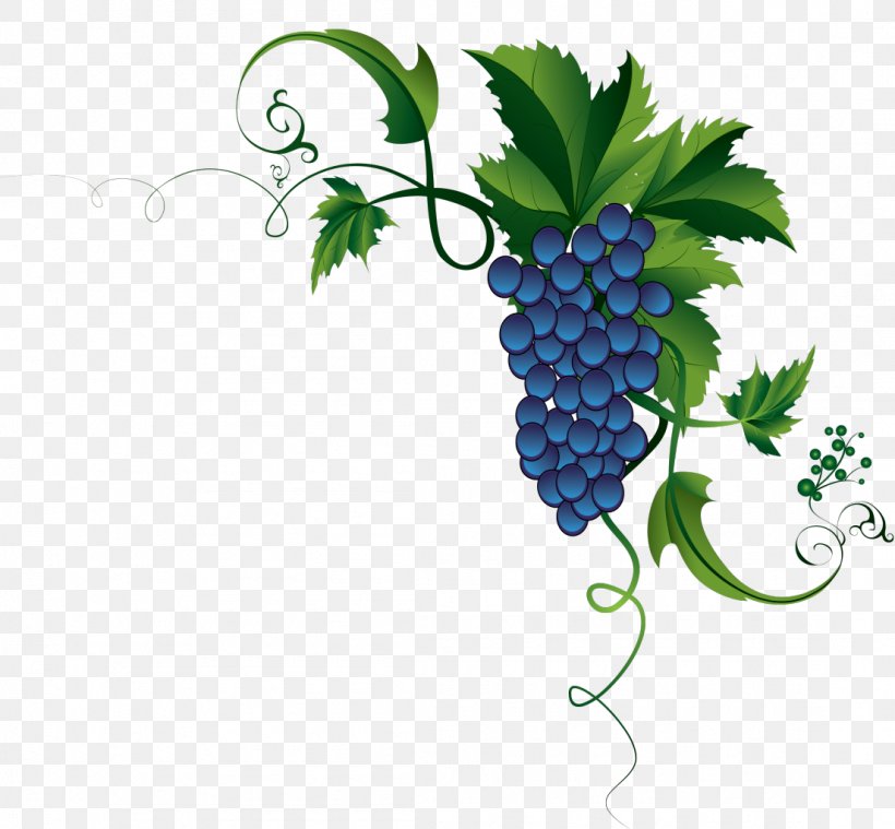 Grape Leaves Common Grape Vine, PNG, 1105x1024px, Grape, Berry, Bilberry, Common Grape Vine, Flowering Plant Download Free