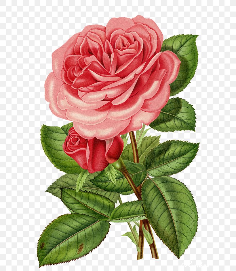 Printing Flower Roses In A Bowl Rose Garden Centifolia Roses, PNG, 670x939px, Printing, Botanical Illustration, Botany, Centifolia Roses, China Rose Download Free