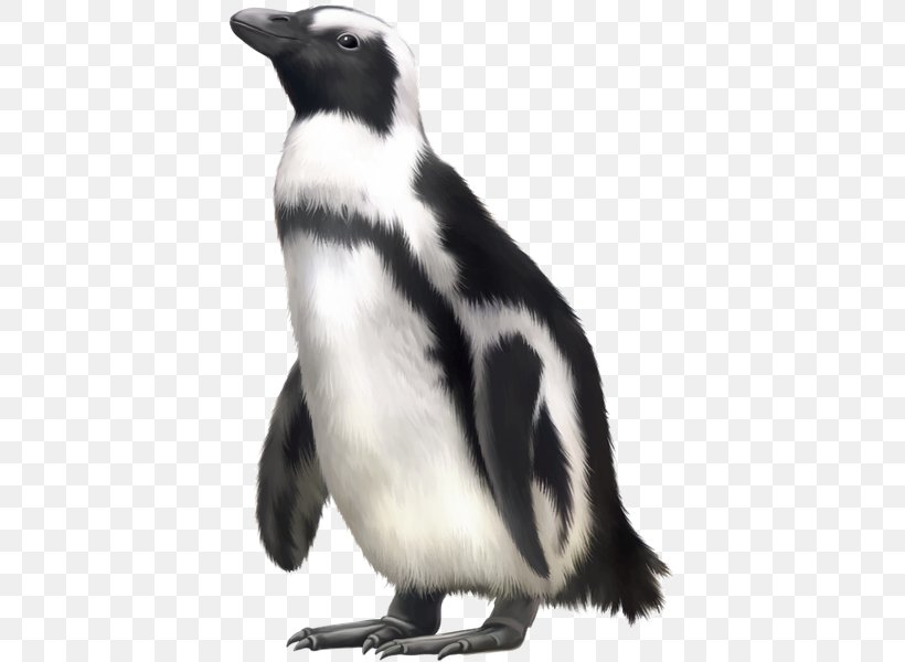 Penguin Harbor Seal, PNG, 420x600px, Penguin, Beak, Bird, Black And White, Carcharhinus Amblyrhynchos Download Free