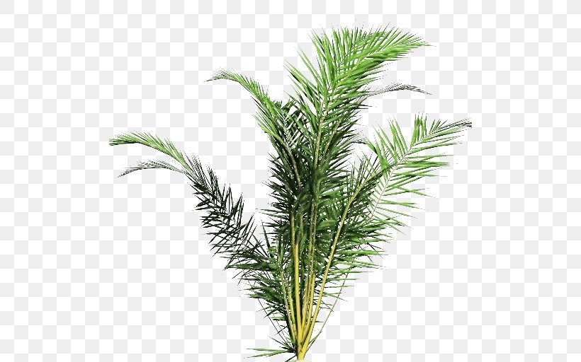 Clip Art Fir Pine Spruce, PNG, 512x512px, Fir, American Larch, American Pitch Pine, Botany, Branch Download Free