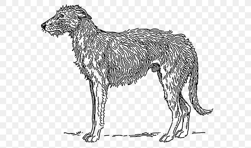 Scottish Deerhound Irish Wolfhound Borzoi American Staghound Australian Staghound, PNG, 600x484px, Scottish Deerhound, American Staghound, Ancient Dog Breeds, Borzoi, Breed Download Free