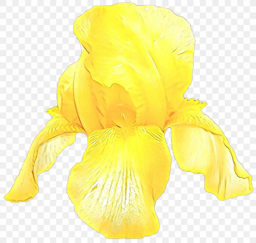 Yellow Flower Petal Plant Iris, PNG, 1024x972px, Cartoon, Flower, Flowering Plant, Iris, Iris Family Download Free