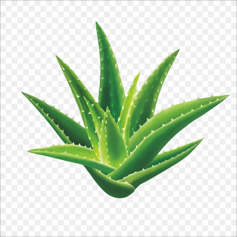 Aloe Vera Aloin Gel Seed Extract, PNG, 1773x1773px, Aloe Vera, Aloe, Aloe Emodin, Aloin, Chlorophytum Comosum Download Free