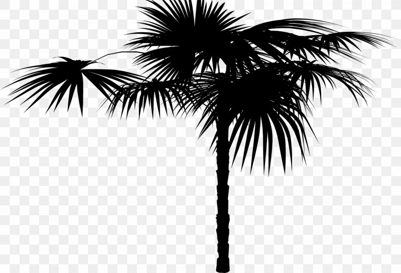 Asian Palmyra Palm Date Palm Palm Trees Silhouette Sky, PNG ...