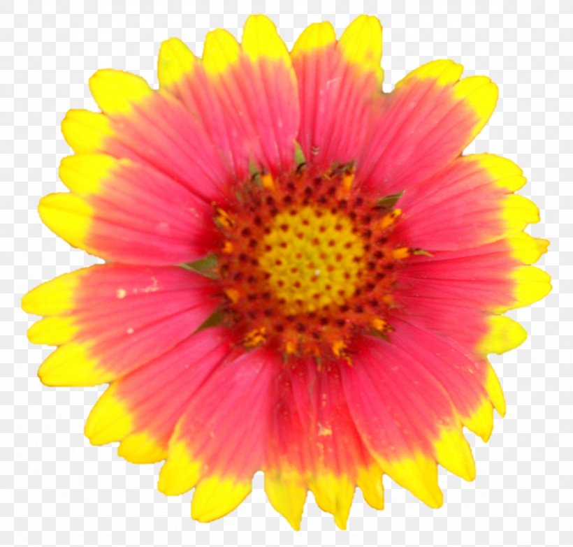 Garden Cosmos Blanket Flowers Chrysanthemum Transvaal Daisy Cut Flowers, PNG, 1178x1125px, Garden Cosmos, Annual Plant, Aster, Blanket, Blanket Flowers Download Free