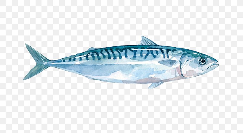 Painting Cartoon, PNG, 800x450px, True Tunas, Albacore Fish, Atlantic Bluefin Tuna, Atlantic Mackerel, Atlantic Spanish Mackerel Download Free