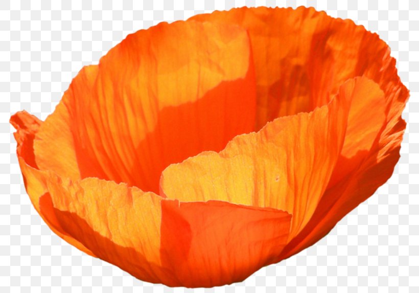 Poppy Flower, PNG, 800x573px, Poppy, Common Poppy, Coquelicot, Flower, Leaf Download Free