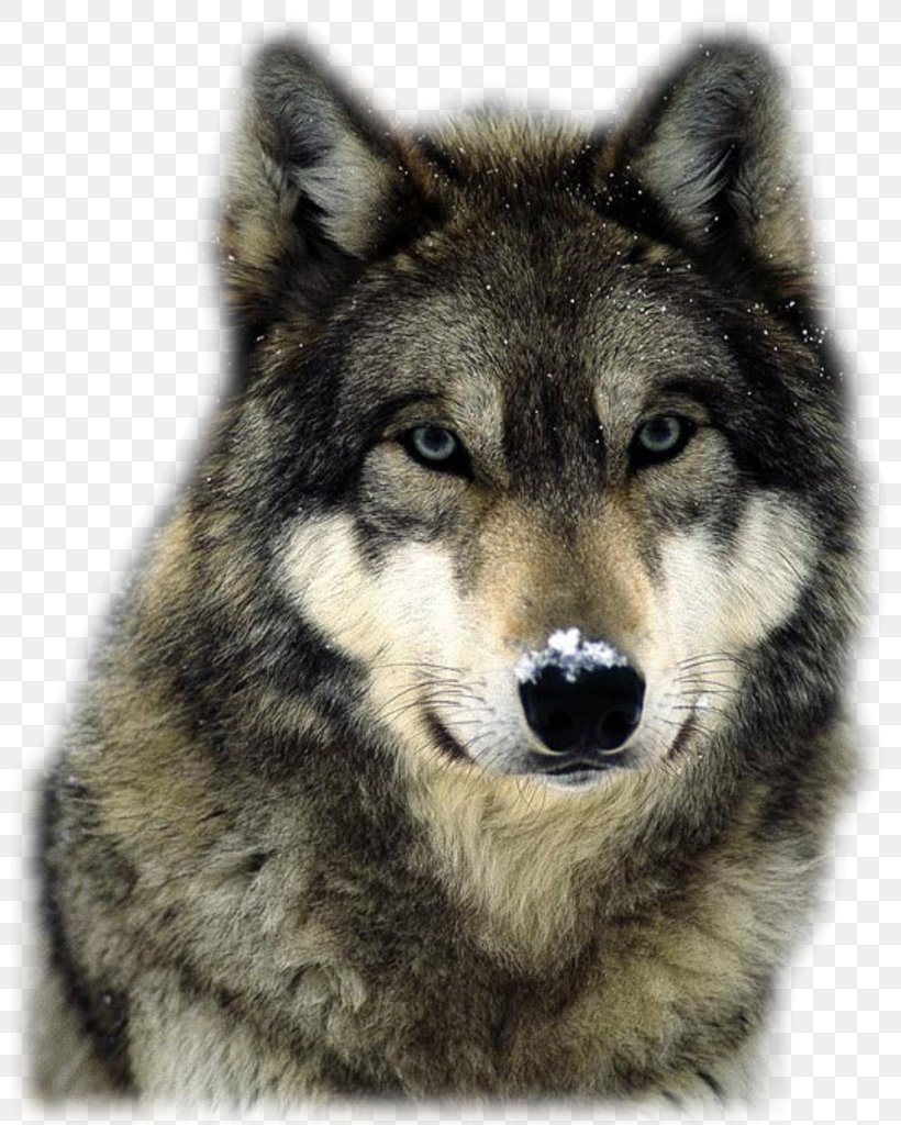 Arctic Wolf Pack Territory Red Wolf, PNG, 800x1024px, Arctic Wolf, Animal, Canis Lupus Tundrarum, Carnivoran, Czechoslovakian Wolfdog Download Free