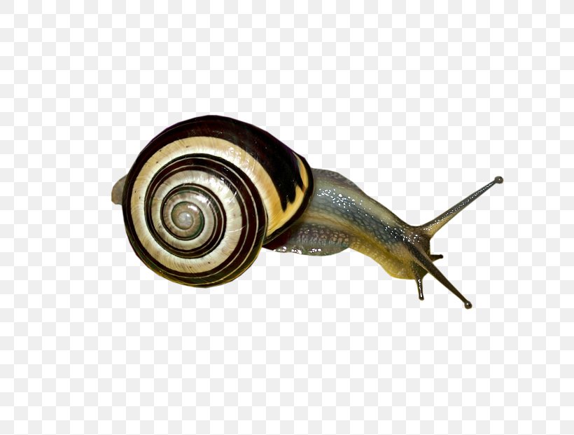 Snail, PNG, 800x621px, Snail, Invertebrate, Molluscs, Snails And Slugs Download Free