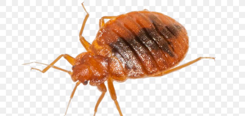 Beetle Mosquito Cockroach Bed Bug Pest Control, PNG, 701x388px, Beetle, American Cockroach, Arthropod, Bed Bug, Bed Bug Bite Download Free